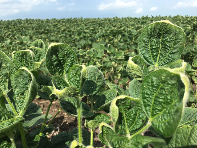 Non-GM soybeans in this Illinois field are showing cupped and curled leaves -- the classic symptoms of dicamba exposure. (DTN photo by Pamela Smith) 